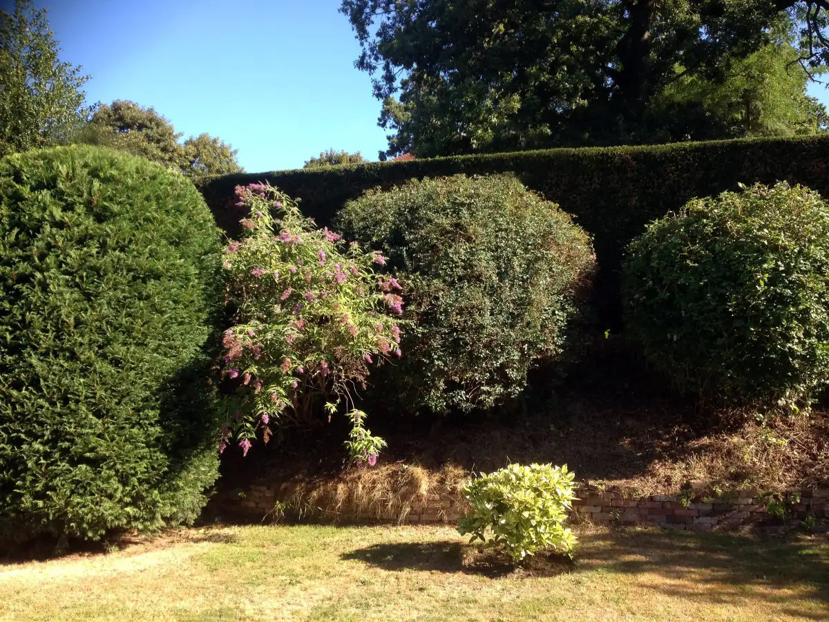 Shrubs and conifer shaping